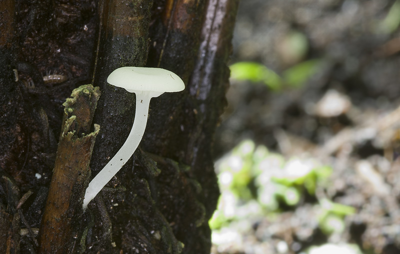 Lactocollybia epia